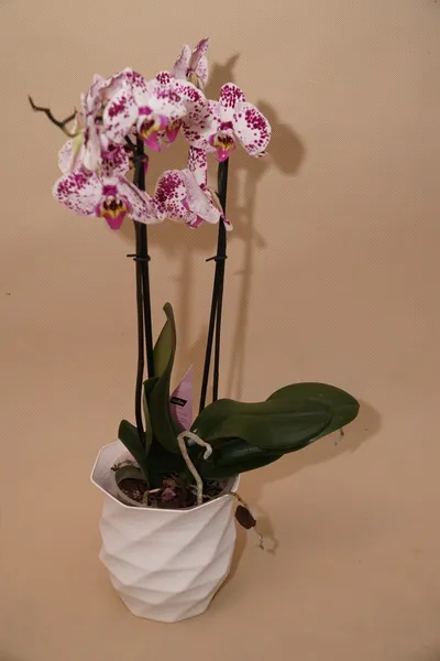 gallery_alt_vase_white_flowers